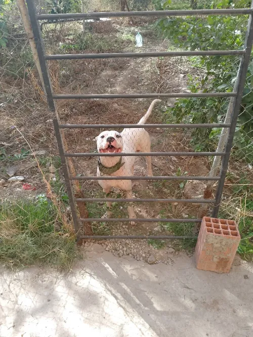 Dog argenta 