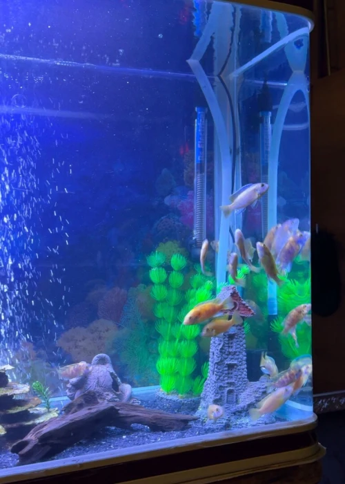 Aquarium