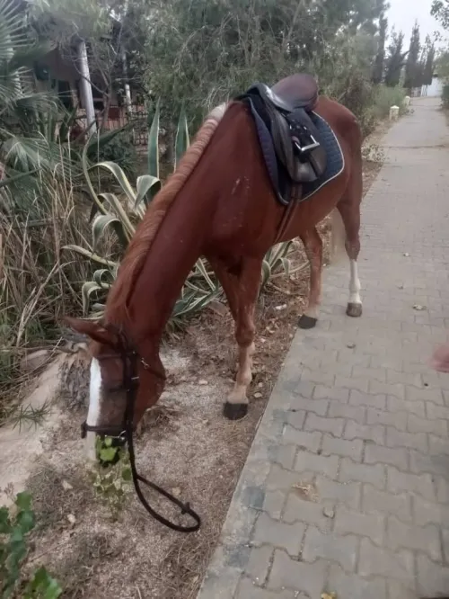Cheval