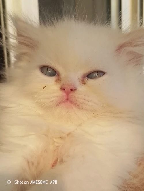 Vend chatons persans