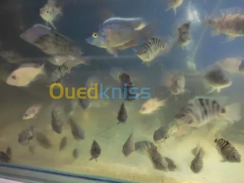 Vente poisson cichlide en gros 