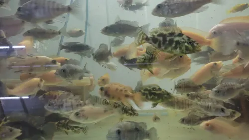 Vente poisson cichlide en gros 