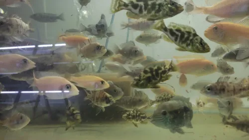 Vente poisson cichlide en gros 