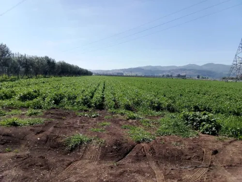Vente Terrain Agricole Tipaza Sidi rached