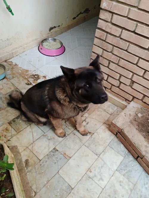 Chienne race Akita américain