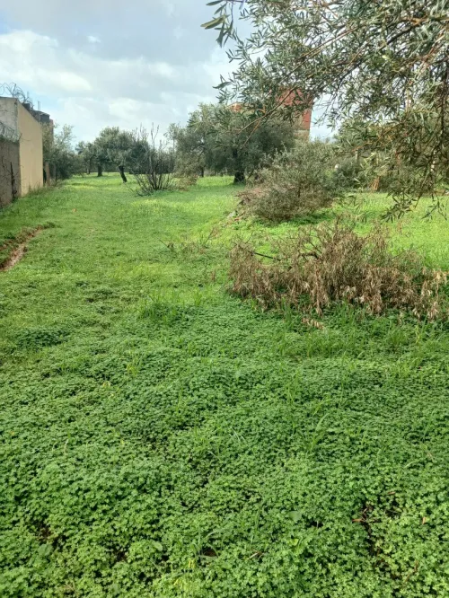 Vente Terrain Béjaïa Ouzellaguen