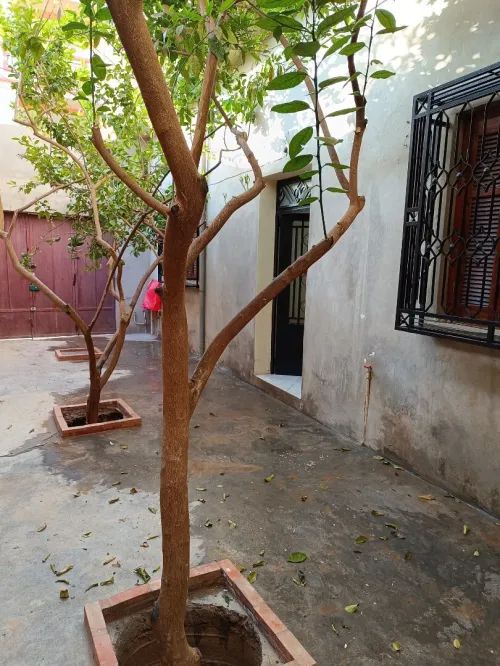 Vente Villa Tlemcen Hennaya
