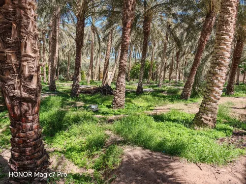 Vente Terrain Agricole Biskra El ghrous