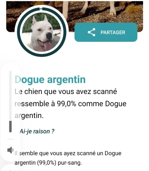 Femelle dog argentin 