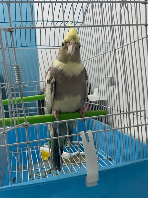 Oiseaux calopsitte