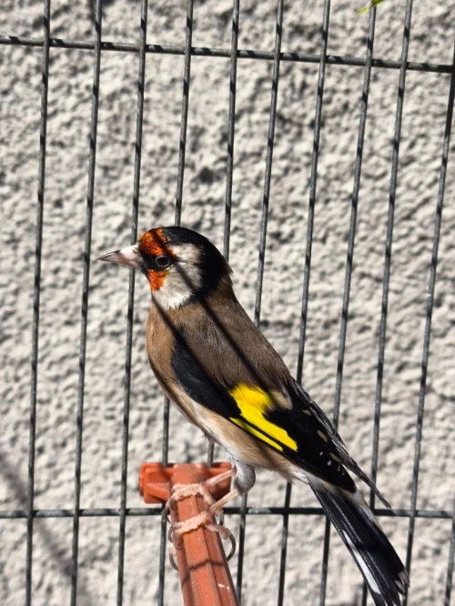 Femelle chardonneret مقنين