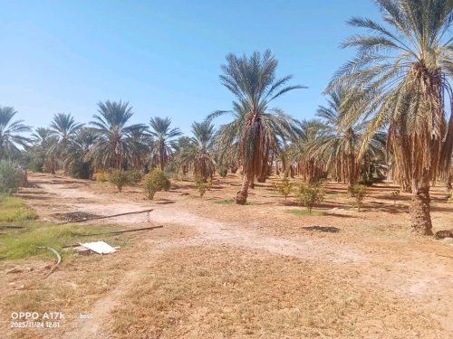 Vente Terrain Agricole Ghardaïa Zelfana