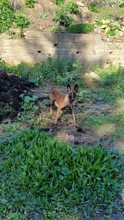 Chien malinois