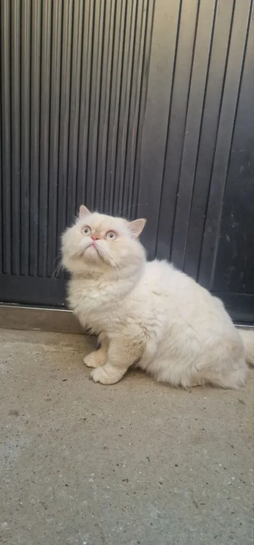 Chat Persan 