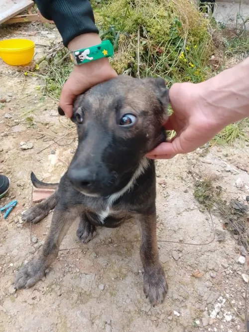 malinois mal