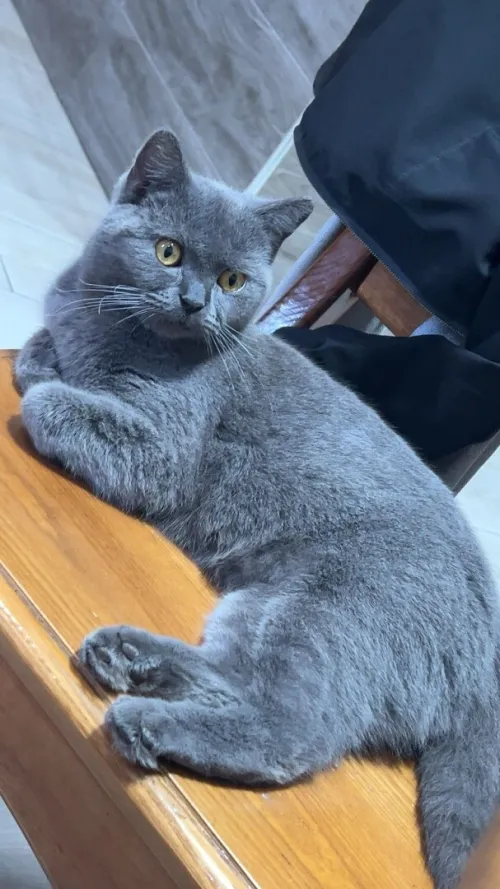 Chat british enceinte 