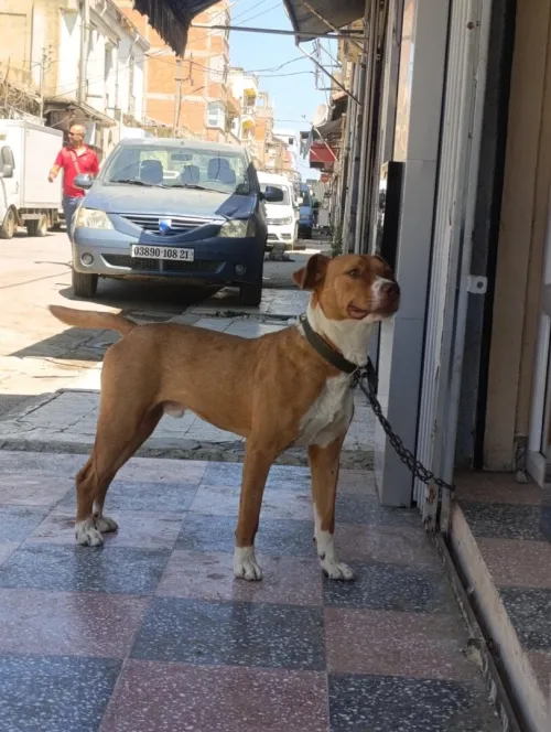 Pitbul red nose