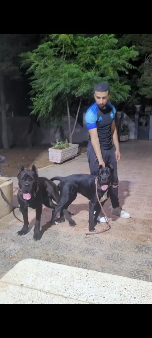 chiots cane corso 2 mois et demi