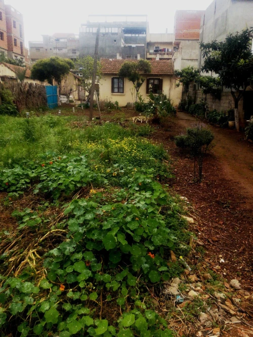 Vente Terrain Alger Bordj el bahri