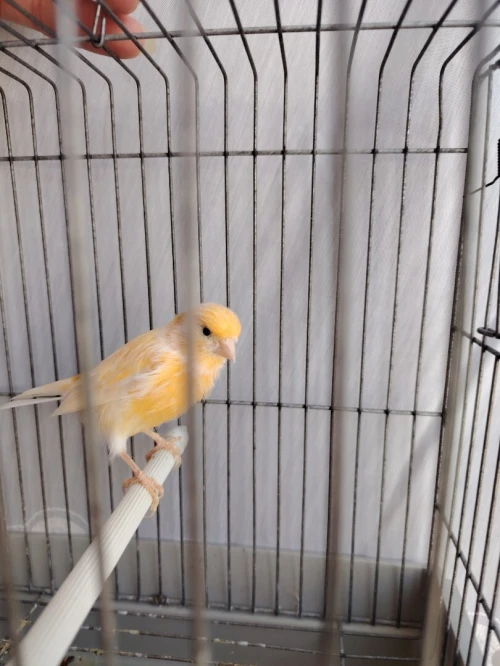 Canaris mâle 2 ans