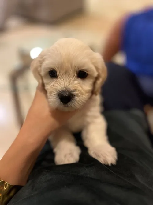 Bichon maltais pure race 