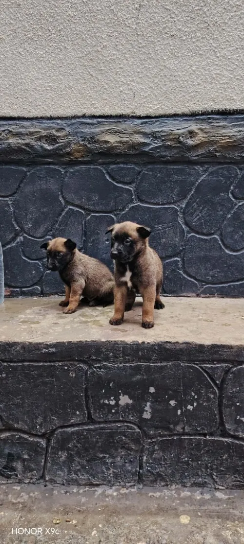 Malinoi