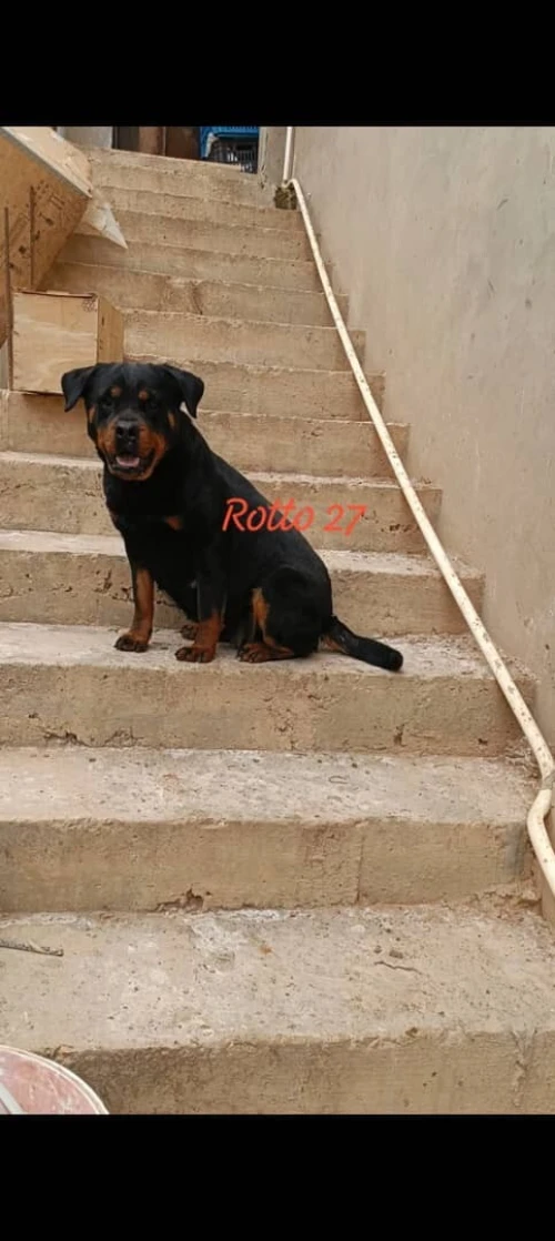 Chiot Rottweiler
