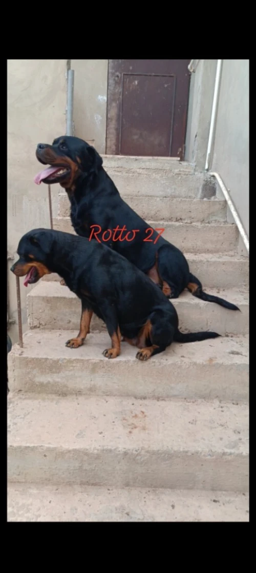 Chiot Rottweiler