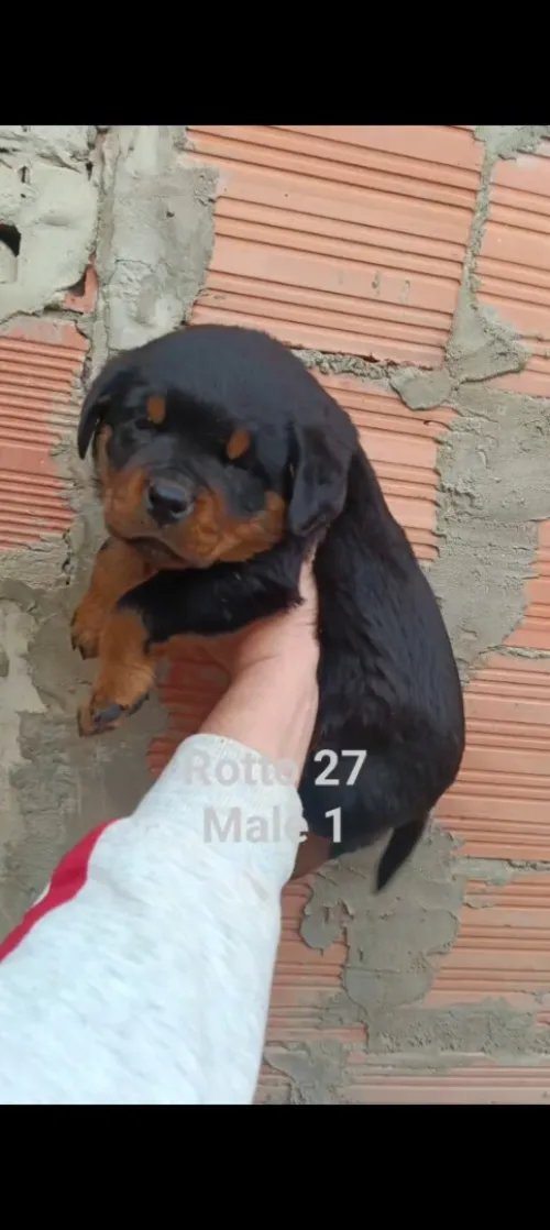 Chiot Rottweiler