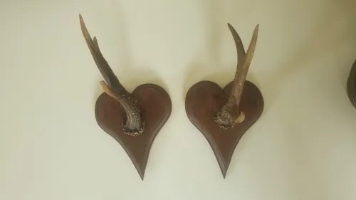 Trophée petites corne montées sur écussons en bois