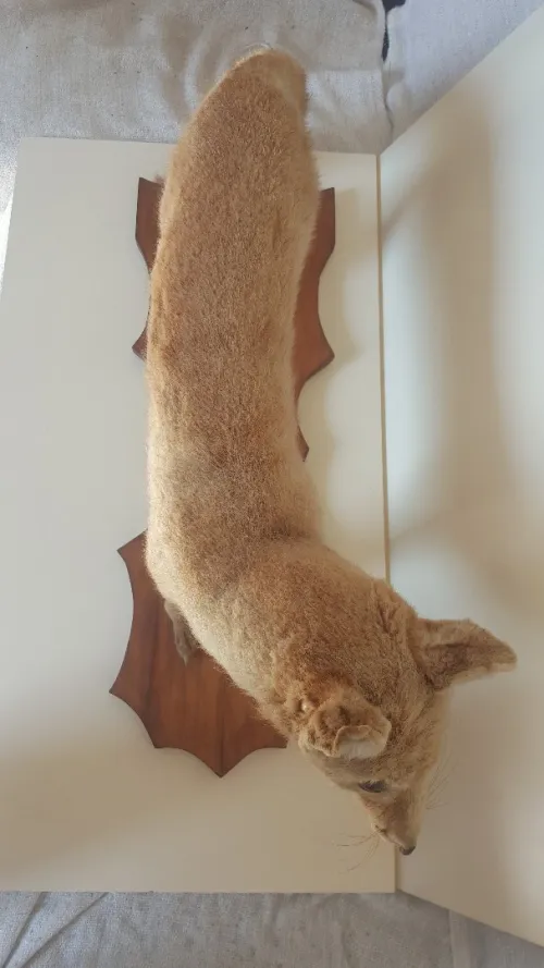 Cabinet de Curiosité, Renard taxidermie sur socle en bois, vintage des années 1950 LIQUIDATION