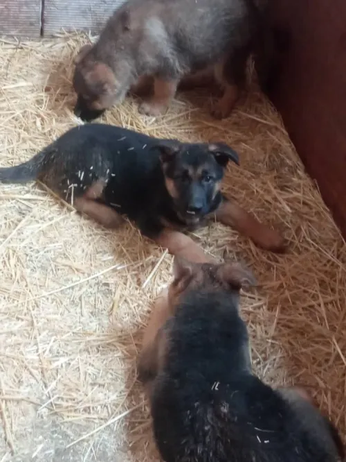 Chiots berger allemand
