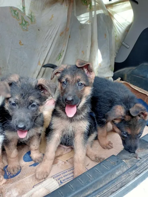 Chiots berger allemand