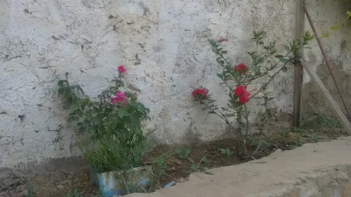 Vente Bungalow F2 Mostaganem Achaacha