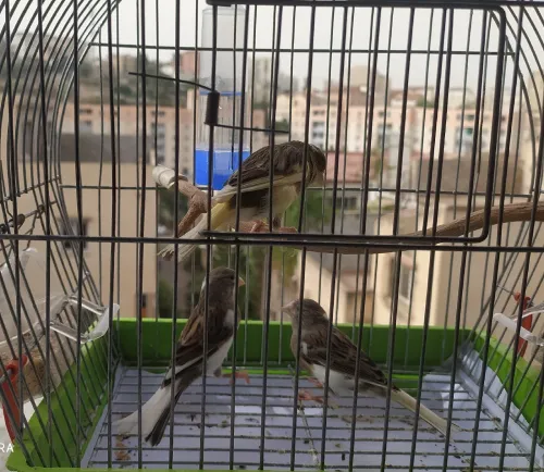Vend 3 femelle canaris prête 