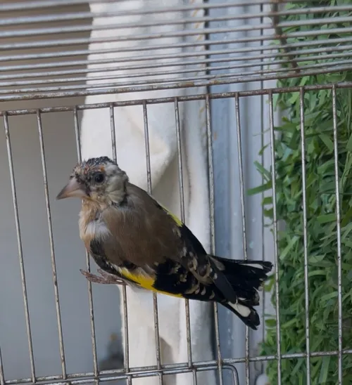 Chardonnerie 