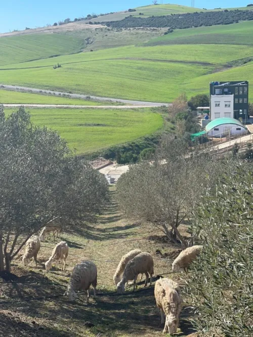 Vente Terrain Agricole Oran Ain el kerma