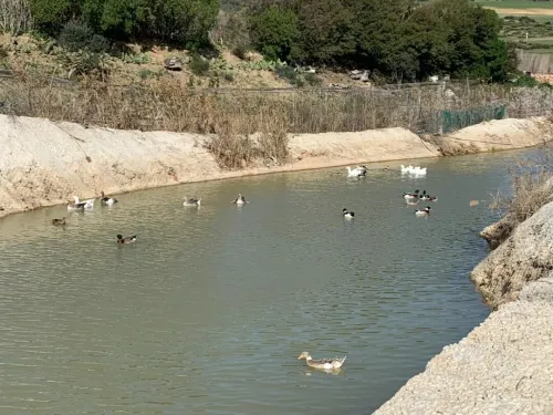 Vente Terrain Agricole Oran Ain el kerma