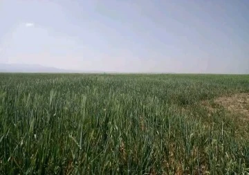 Vente Terrain Agricole Tiaret Rechaiga sebaine