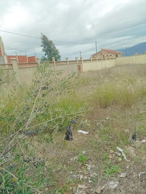 Vente Terrain Blida Mouzaia