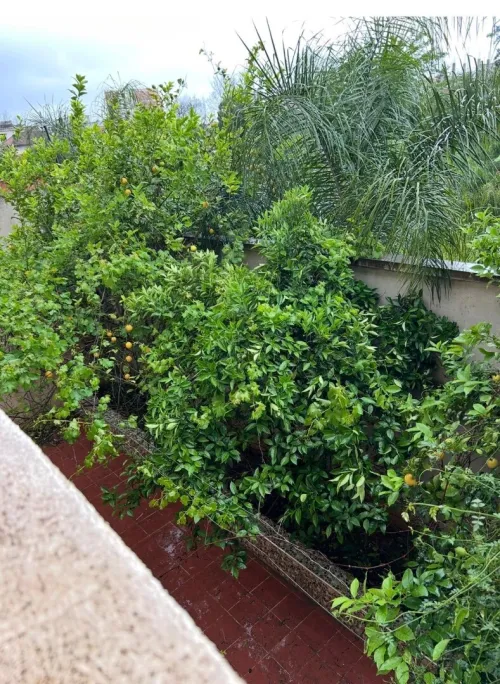 Vente Villa Alger Ouled chebel
