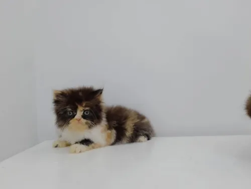 Chat persan 