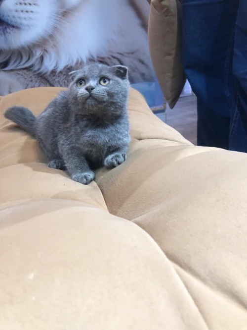 Chat scottish 