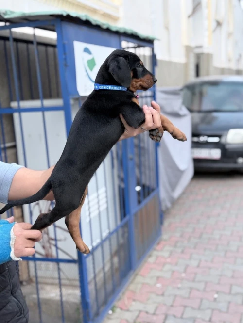 Doberman