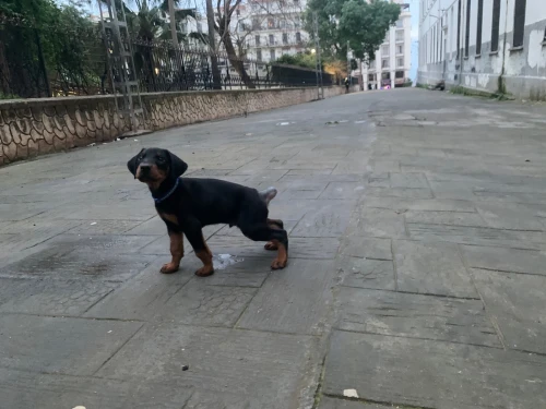 Doberman