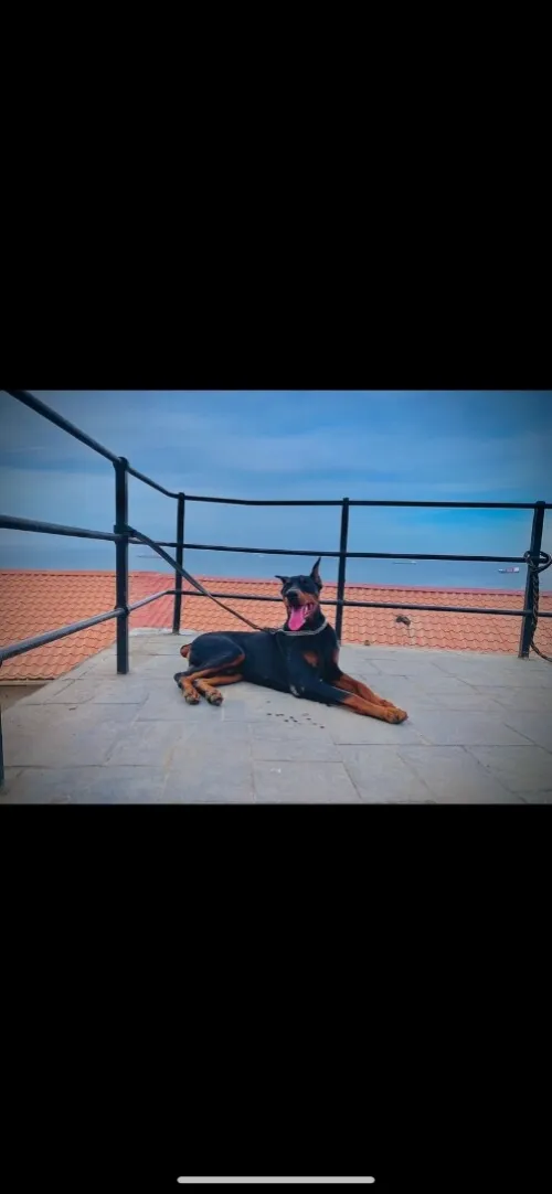 Doberman