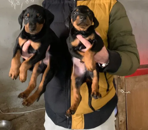 Doberman