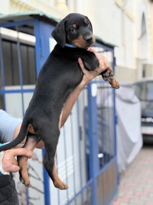 Doberman