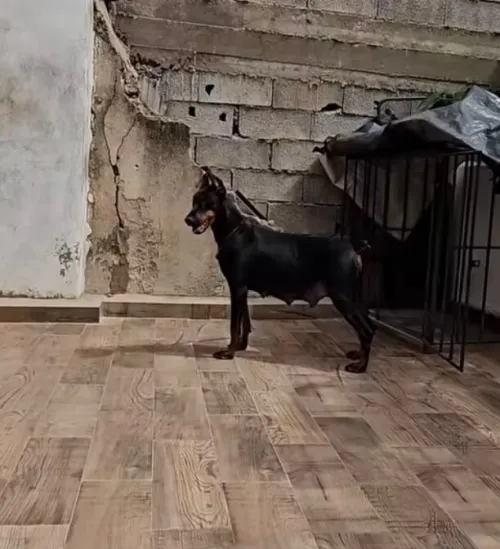 Doberman