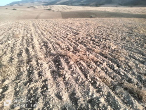 Vente Terrain Tlemcen Bensekrane